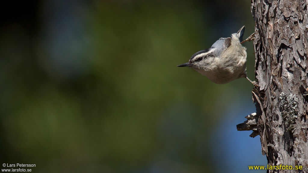 Corsican Nuthatch