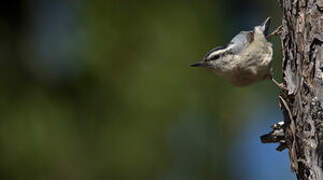 Corsican Nuthatch