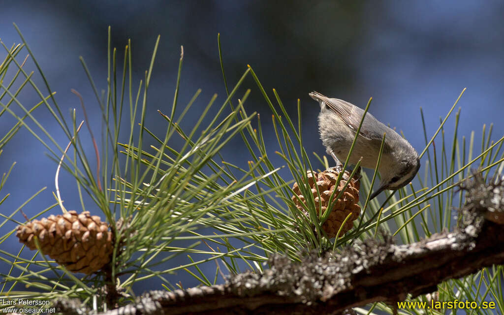 Corsican Nuthatch, feeding habits, eats