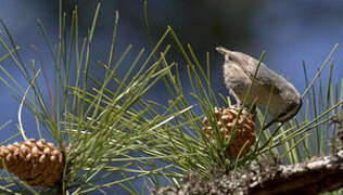 Corsican Nuthatch