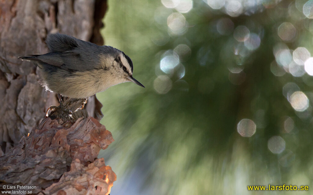 Corsican Nuthatch