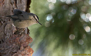 Corsican Nuthatch