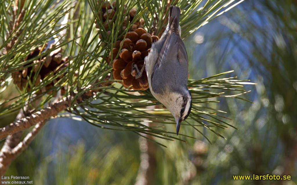 Corsican Nuthatch, habitat, pigmentation, fishing/hunting, Behaviour