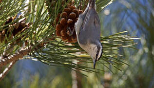 Corsican Nuthatch