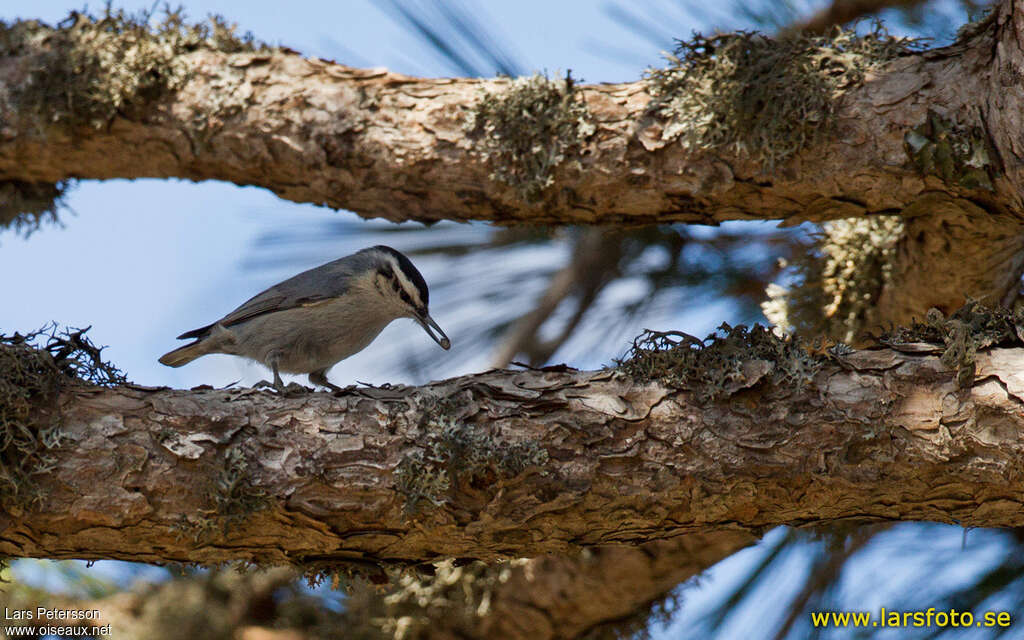 Corsican Nuthatchadult, feeding habits