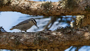 Corsican Nuthatch