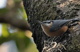 Chestnut-bellied Nuthatch