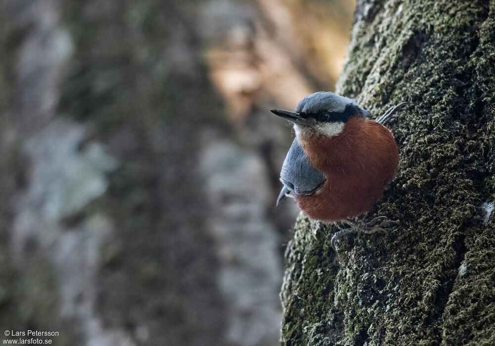 Chestnut-bellied Nuthatch