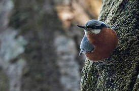 Chestnut-bellied Nuthatch