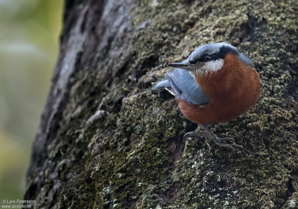 Chestnut-bellied Nuthatch