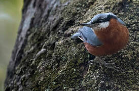 Chestnut-bellied Nuthatch