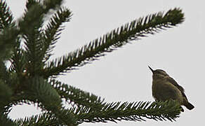 Chinese Nuthatch