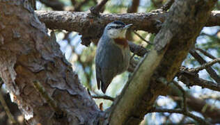 Krüper's Nuthatch