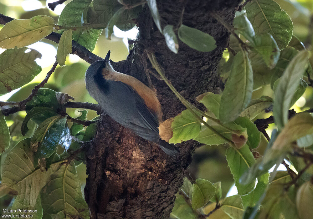 White-tailed Nuthatch