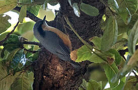 White-tailed Nuthatch