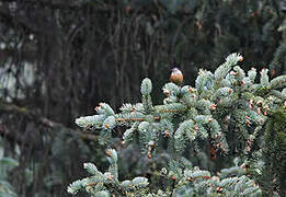 Przevalski's Nuthatch