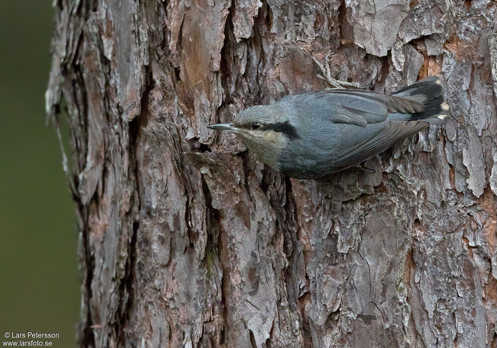 Chestnut-vented Nuthatch