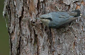 Chestnut-vented Nuthatch