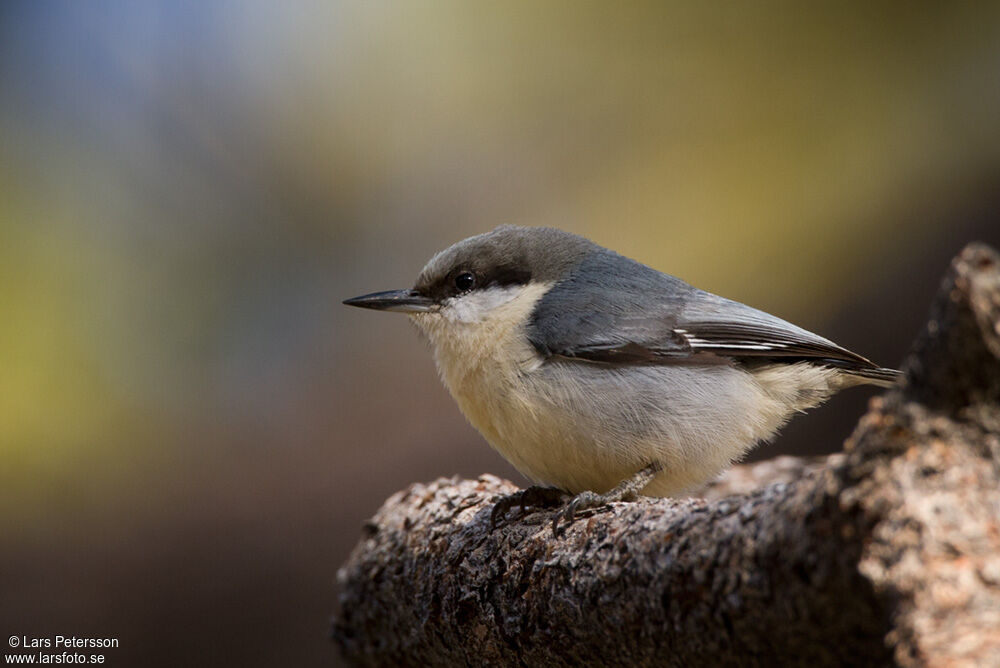 Pygmy Nuthatch