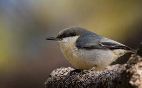 Pygmy Nuthatch