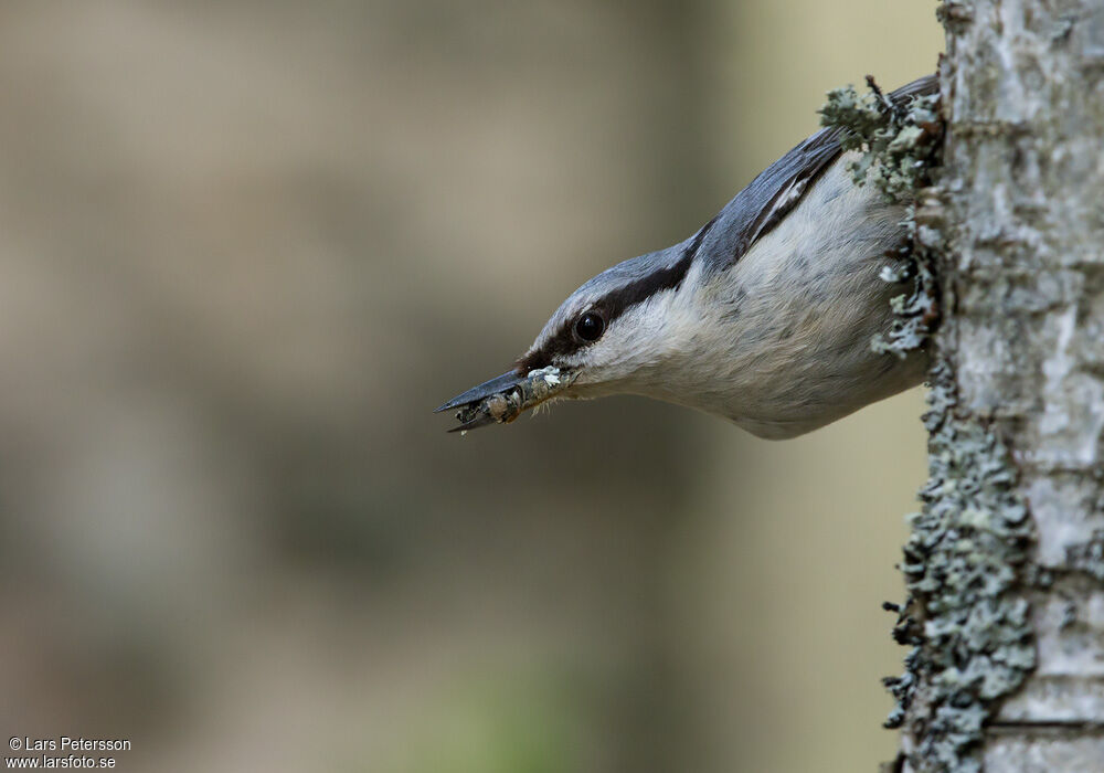 Eurasian Nuthatch