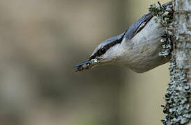 Eurasian Nuthatch