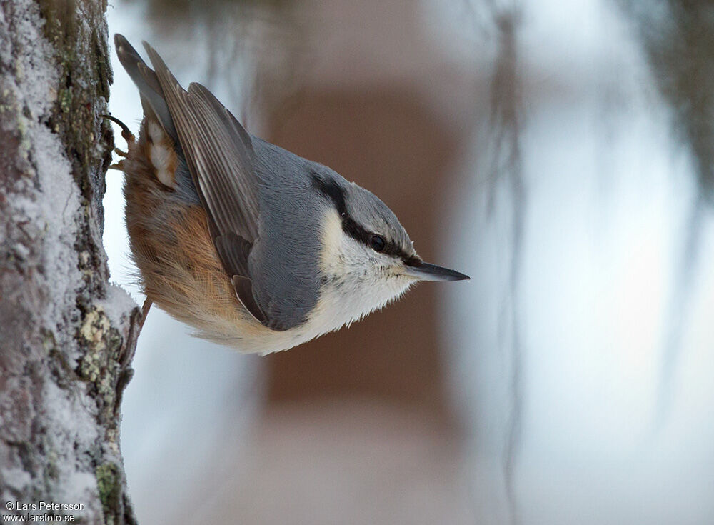 Eurasian Nuthatch