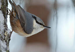 Eurasian Nuthatch