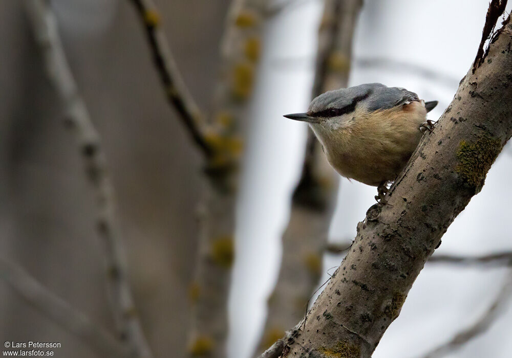 Eurasian Nuthatch