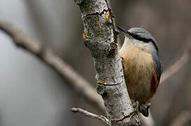 Eurasian Nuthatch