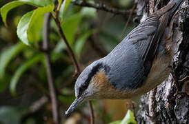 Eurasian Nuthatch