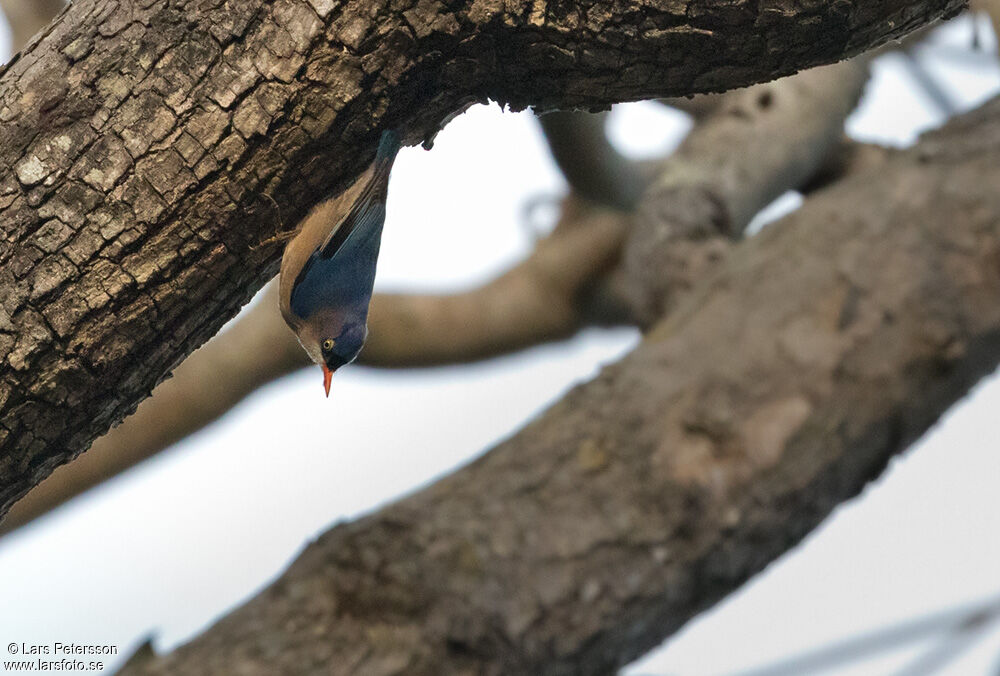 Velvet-fronted Nuthatch