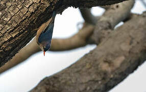 Velvet-fronted Nuthatch