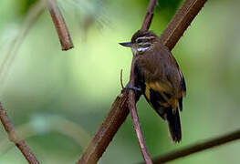 White-throated Xenops