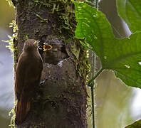 Amazonian Plain Xenops