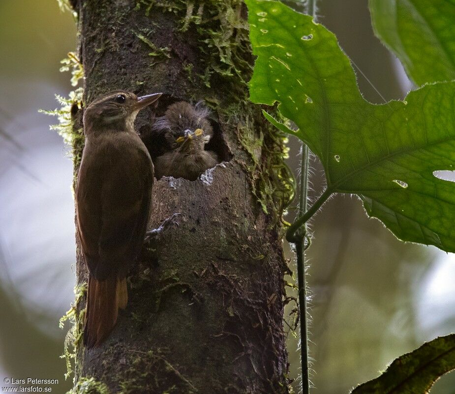 Amazonian Plain Xenops, habitat, Reproduction-nesting