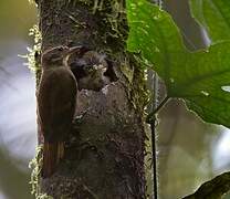Amazonian Plain Xenops