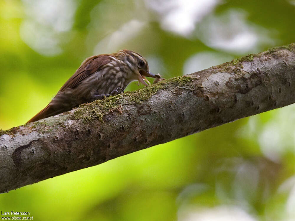 Streaked Xenops, fishing/hunting