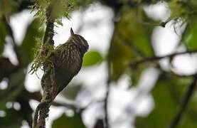 Streaked Xenops