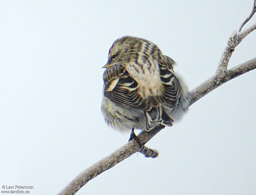 Common Redpoll