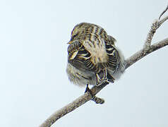 Common Redpoll