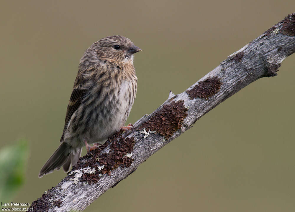 Common Redpolljuvenile, identification