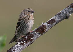 Common Redpoll