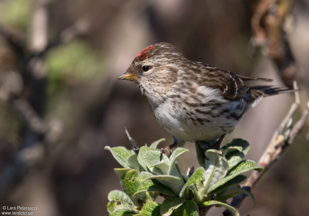 Common Redpoll