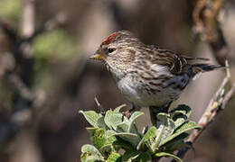 Common Redpoll