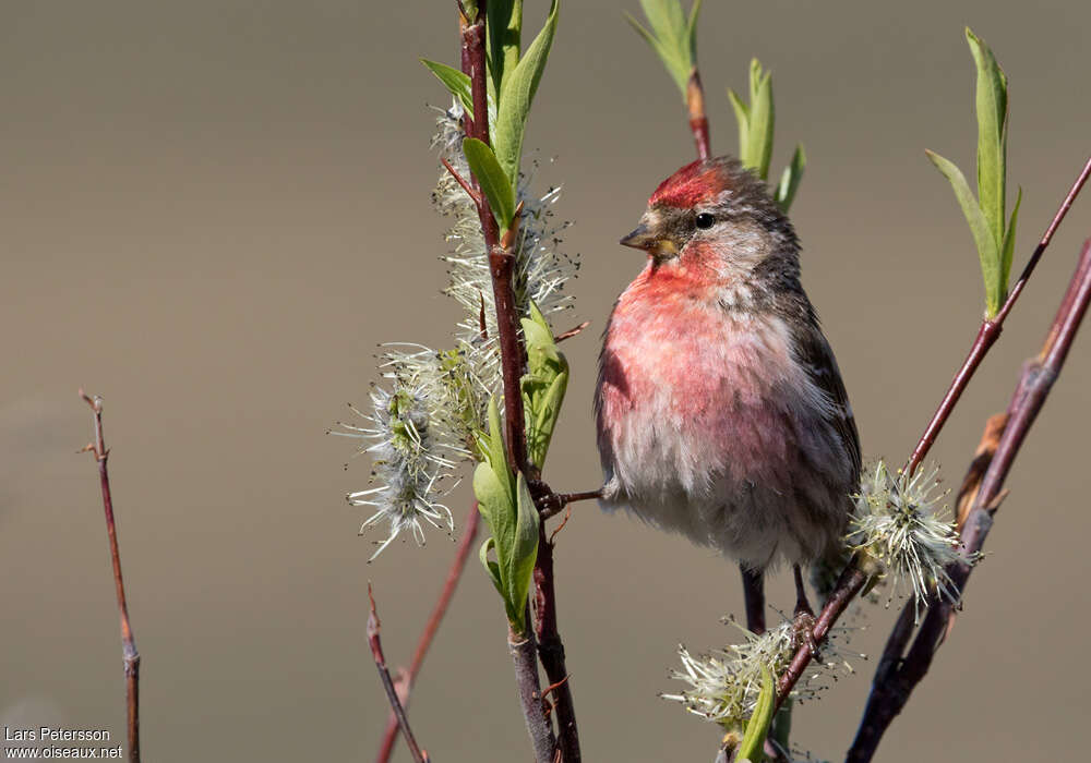 Common Redpoll male adult breeding, pigmentation