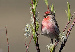 Common Redpoll