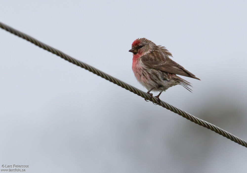 Common Redpoll