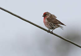 Common Redpoll