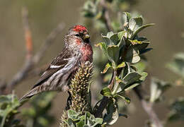 Common Redpoll